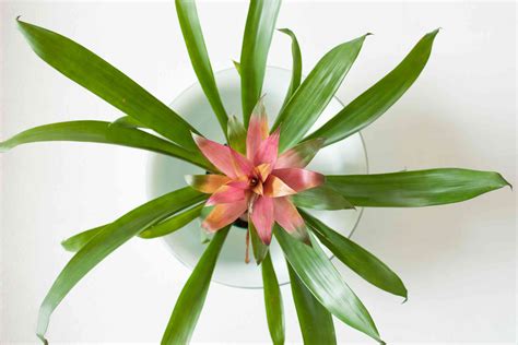 Bromeliads: Plant Care & Growing Guide