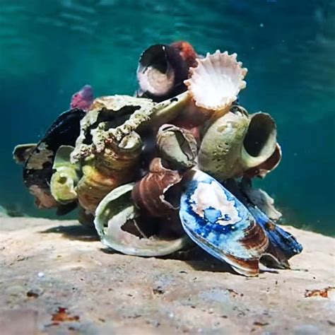 Octopus Shell 的图像结果