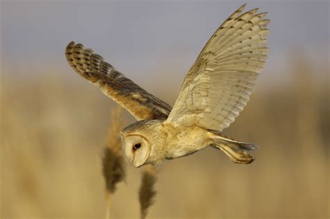 Barn Owl Physiology | Barn Owl Box Company