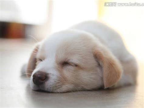 狗狗睡觉会做梦吗（狗狗做梦哼唧需要叫醒吗） - 胖萌舍宠物网