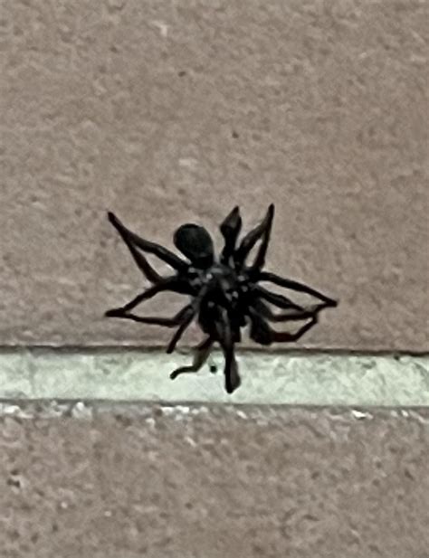 Large black spider Austin Texas, anyone know what spider this is? Can’t ...
