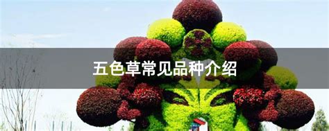 五色草花语是什么-花卉百科-中国花木网