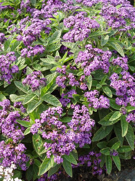 Garden Housecalls - Heliotrope - what is the scent of heliotrope