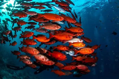 Image result for Geometric Progression Real Life Examples