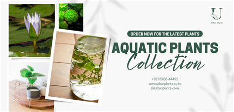 Aquatic-Plants-Urban-Plants