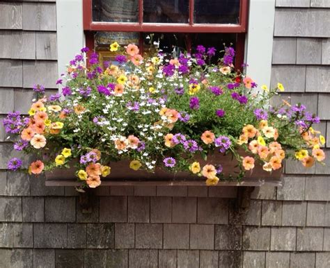 Pin by Dana Gale on windowboxes | Planter boxes flowers, Outdoor flower ...