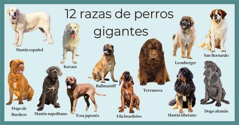 Perros gigantes: las 14 razas más grandes del mundo