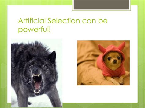 Image result for Evolution Introduction