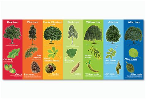 Indigenous Trees Uk