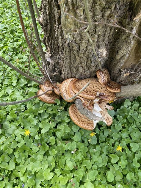 first time finding dryad's saddle : r/foraging