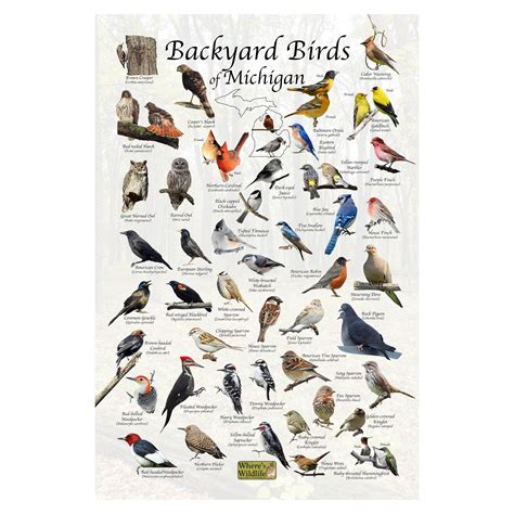 Backyard Bird Identification Chart at Donna Caron blog