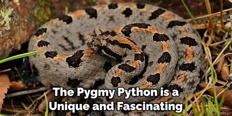 Image result for Pygmy Python