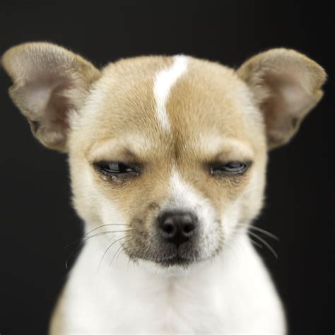 Crazy Dog Pictures Face Funny Dog Pug Breed Making Angry Face Feeling