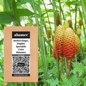 Abamec Zingiber Beehive Ginger Seed Price in India - Buy Abamec ...