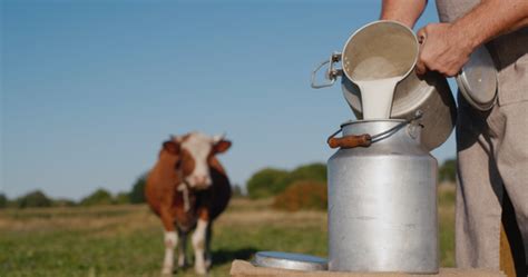 Why cattle farmers need to track milk production per cow | cow age, cow ...