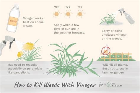 Kill Weeds Organically