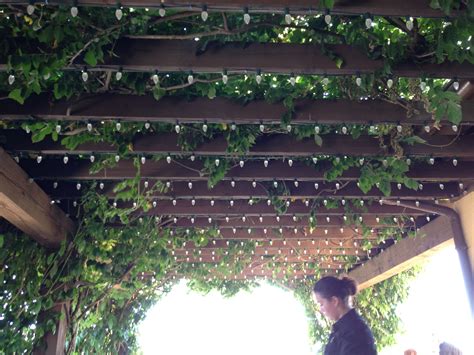 Lights and vines on pergola | Pergola lighting, Pergola patio, Pergola ...