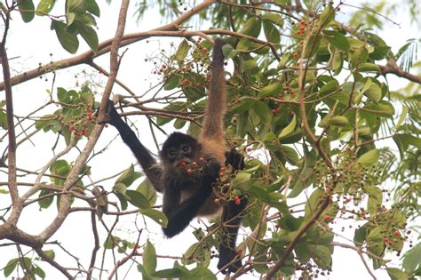 Black-Handed Spider Monkeys: Central America’s Endangered Primates