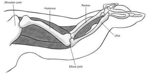 how is chicken similar to human skin? what you need :chicken wing ...