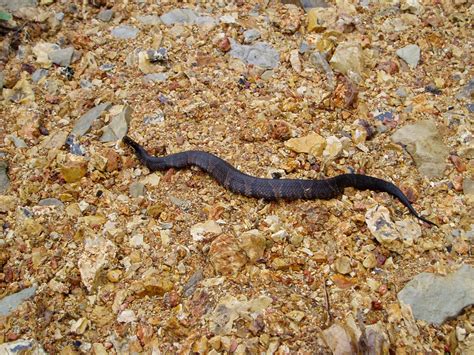 Illinois Botanizer: The Venomous Snakes of Illinois