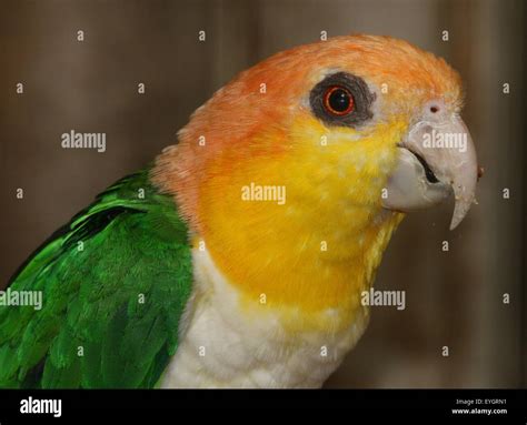 South American Green thighed Parrot (Pionites leucogaster) a.k.a. White ...