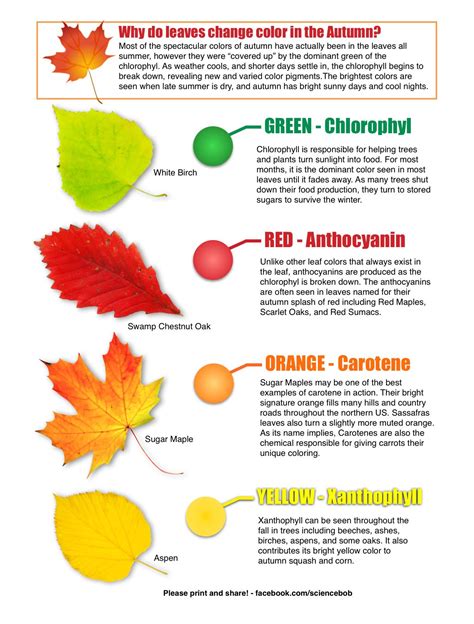 Why do Leaves Change Color in the Autumn? from Science Bob's Blog | Fall science, Plant science ...