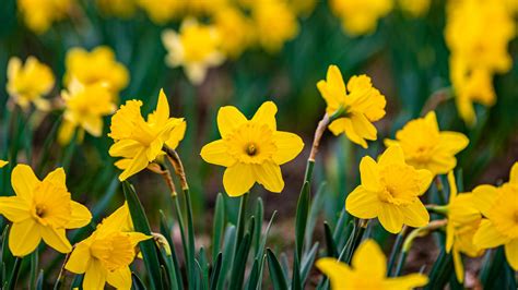 Download wallpaper 1920x1080 daffodils, flowers, petals, blur, yellow ...