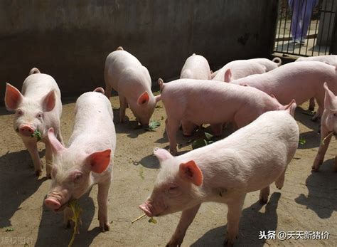 智能养猪场，国外养猪场喂猪太先进，几千头猪你敢想吗_腾讯视频