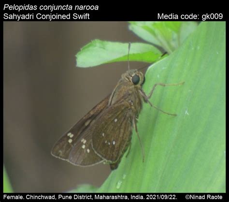 Pelopidas conjuncta | Butterfly
