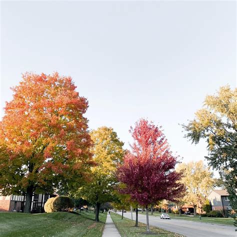 Image result for Outside Fall Trees