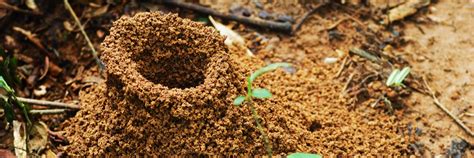 Ant Hills or Ant Colonies: 11 Most Asked Questions and Answers to Read