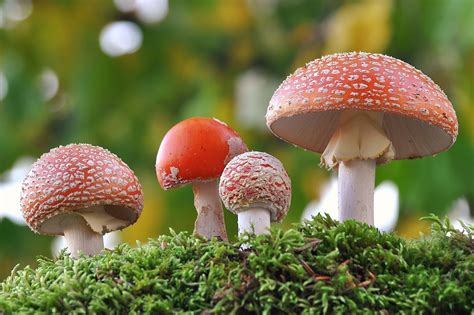Science Class 5EP: FUNGI KINGDOM - reproduction of kingdom fungi