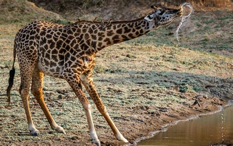 Behold the Marvel of Nature: The Behavioral Adaptations of a Giraffe - AP PGECET