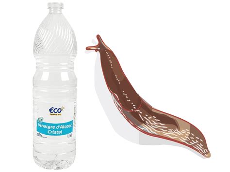 Image result for Homemade Slug Control