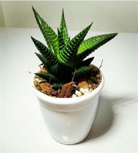 Haworthia attenuata | TheGreenyard.in