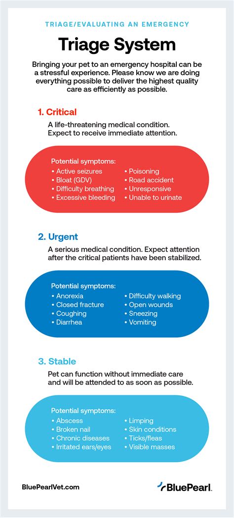 Triage at the Emergency Vet: Understanding Your Pet's Wait Time ...