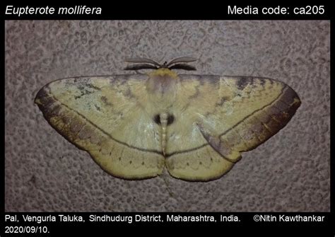 Eupterote mollifera Walker, 1865 - | Moths
