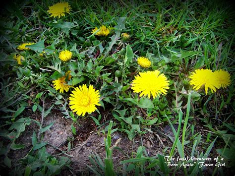Dandelions, Weed or Wonder Plant!?!? - The (mis)Adventures of a ...