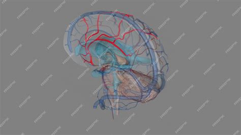 La arteria cerebral anterior es la rama terminal del segmento de ...
