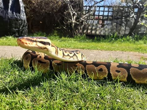 Image result for Sturdy Python Safe Plants