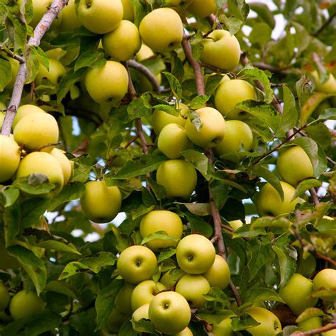 Golden Delicious Apple Trees for Sale | FastGrowingTrees.com