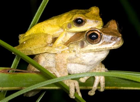 This Dance Is Taken: Hundreds of Male Frog Species Found To Change ...