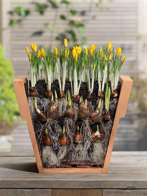 ?Lasagna? style bulb planting.   Is this legit or viable  