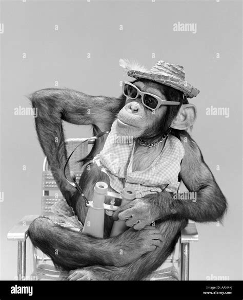 1960s MONKEY CHIMPANZEE WEARING HAT SUNGLASSES BINOCULARS SITTING IN ...