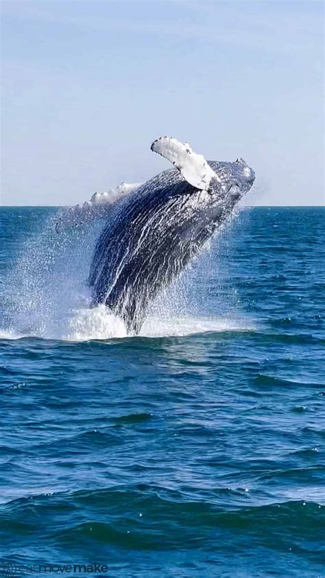 Guide to Virginia Beach Whale Watching - Get Lost In The USA