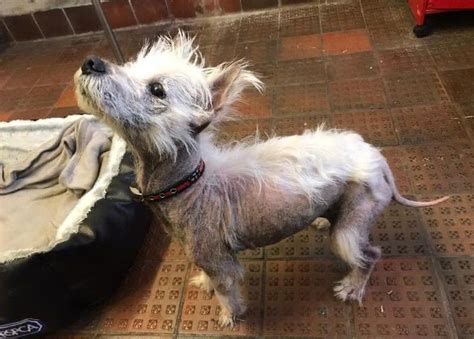 Sir Tony Robinson calls on people to adopt rescue dogs - BBC News