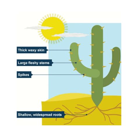 Which of the following parts of a cactus plant performs photosynthesis ...