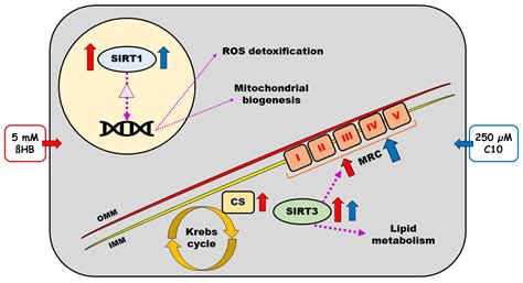 Mechanism of Action of Ketogenic Diet Treatment: Impact of Decanoic ...