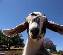 Image result for Spring Baby Goats