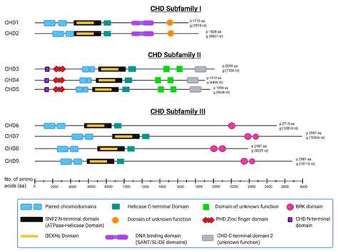 CHD2-Related CNS Pathologies